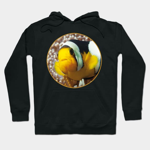 Anemone fish | Close Up! | Hoodie by Ute-Niemann